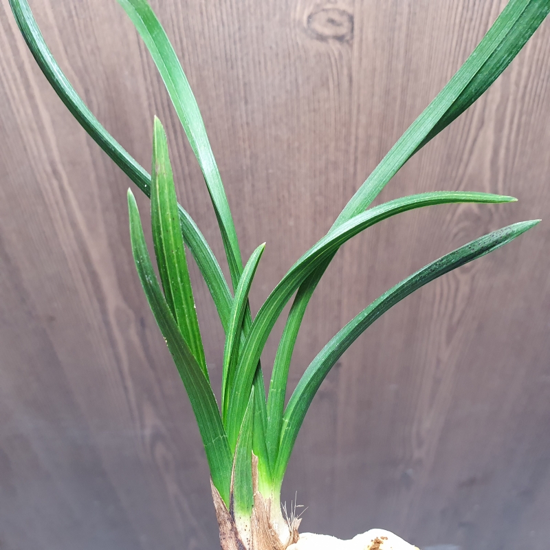 장단엽,,소멸성,,호