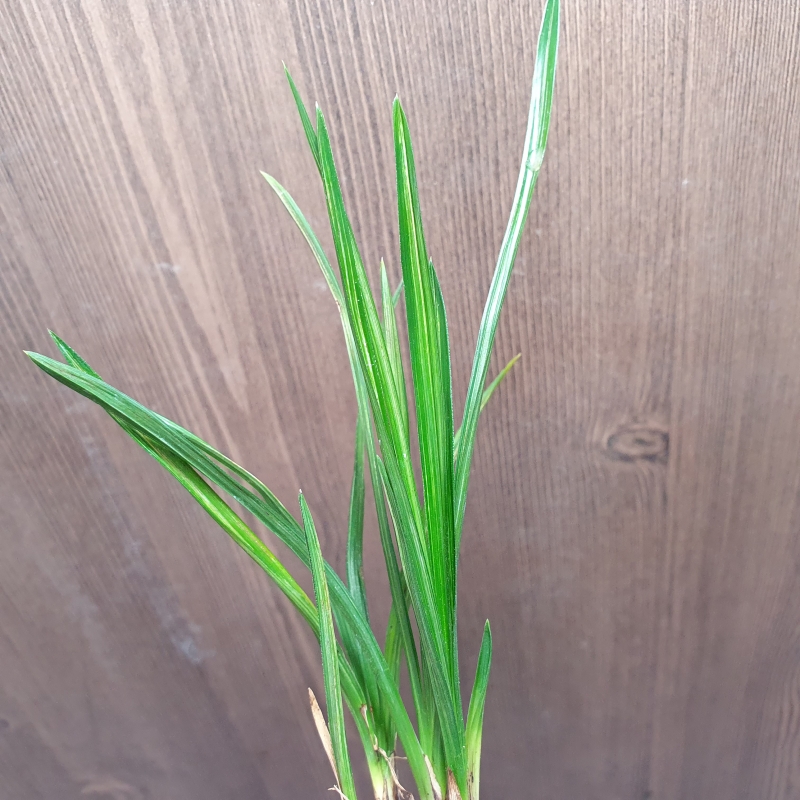 산채원방,,두화변,,입?