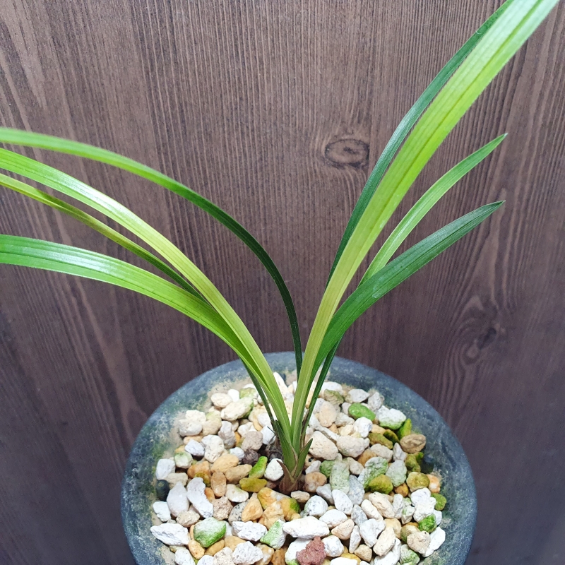 산채출발,,황,,서반