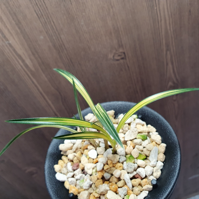 먹란,,황,,중압중투