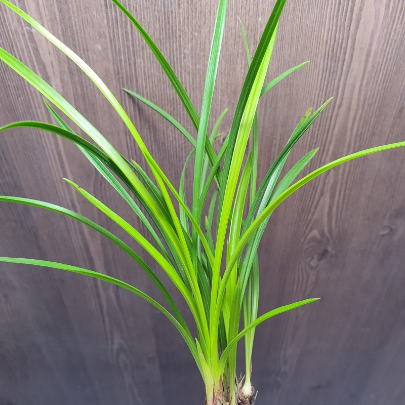 화근없는,,두화나무,,?