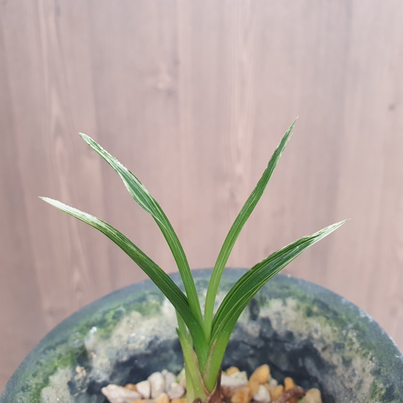 단엽,,산반