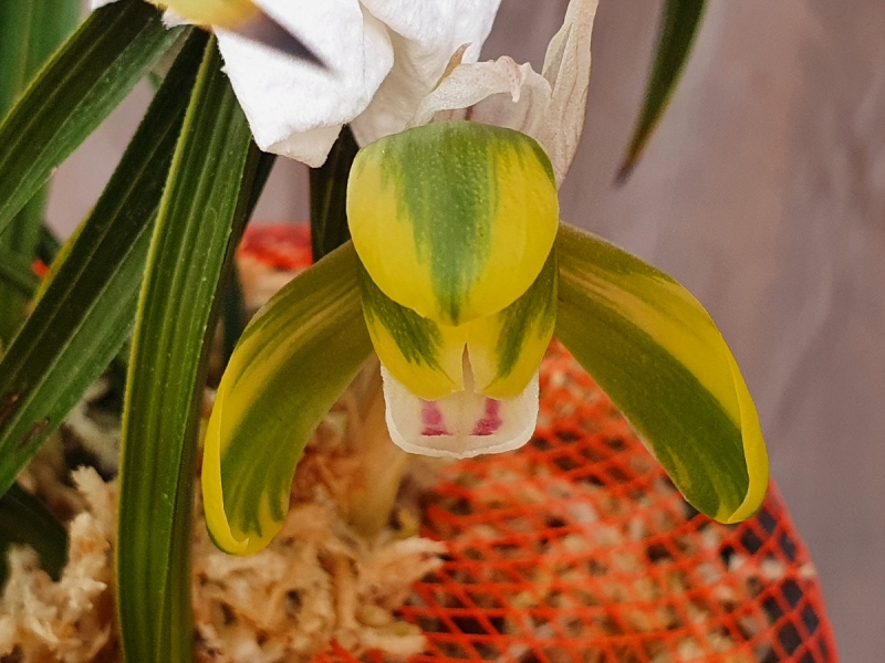 원판,,산반,,황복륜화