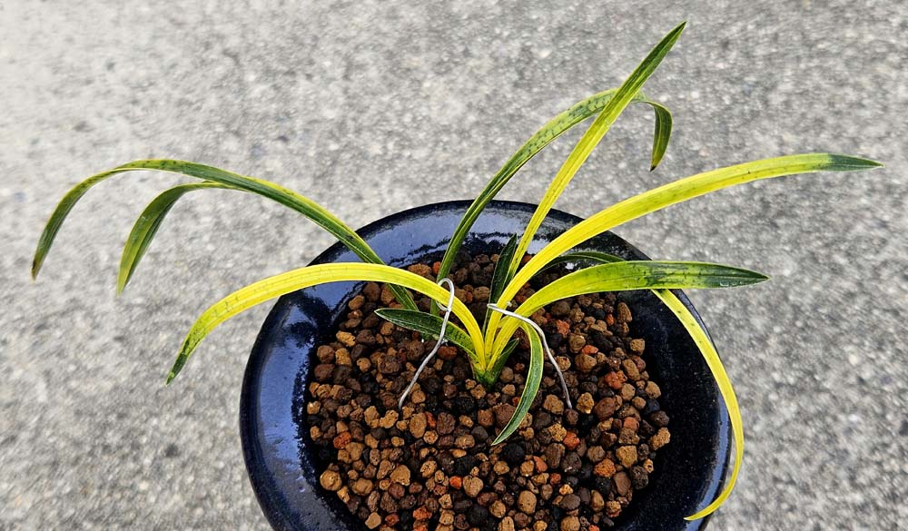 극황색  추천종자목