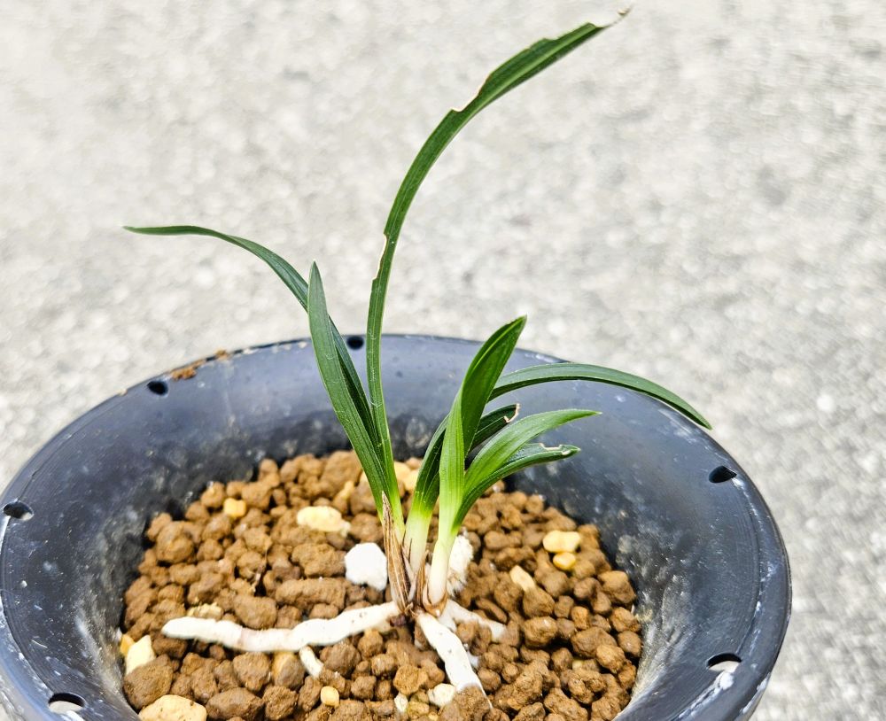 산채생강