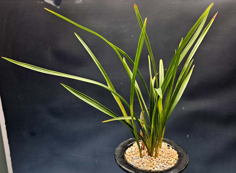 산채원본 입엽주금색?