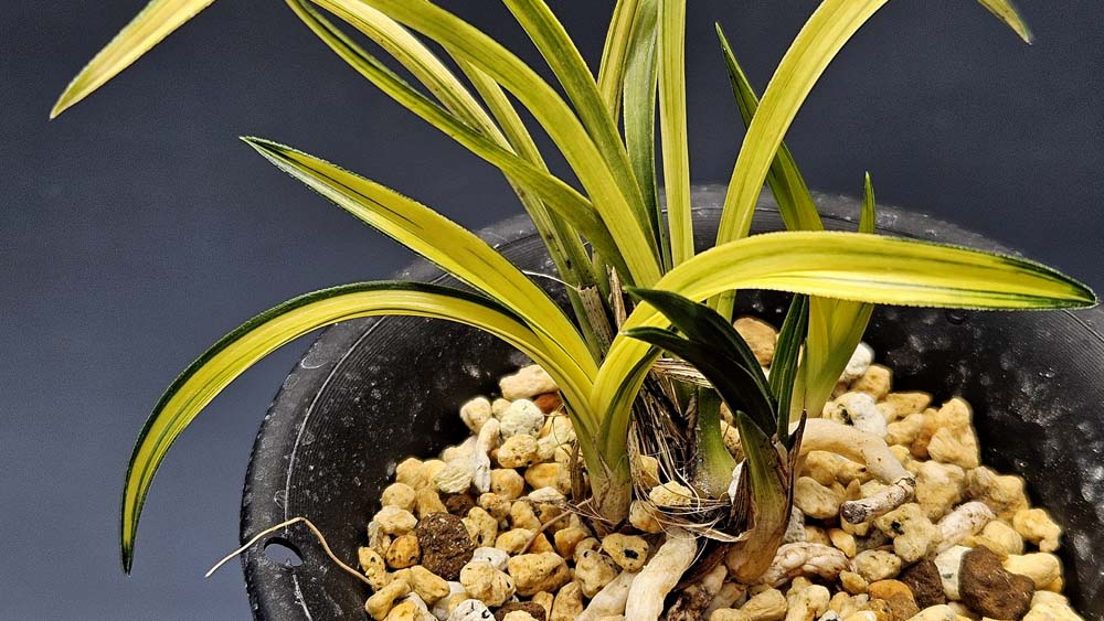 산채원본 입변황색