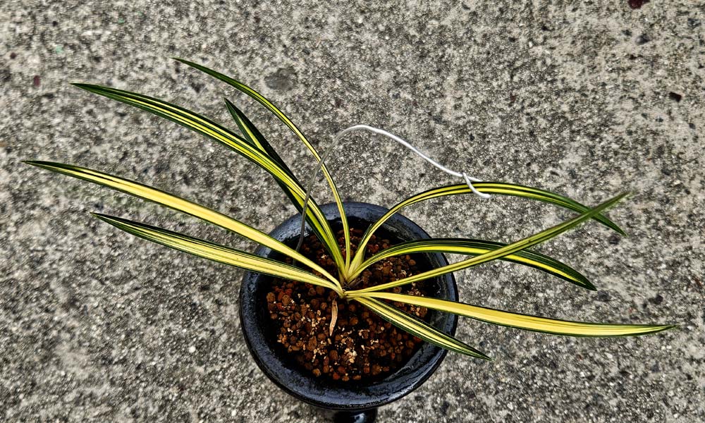 고급스런 찐청 후육질