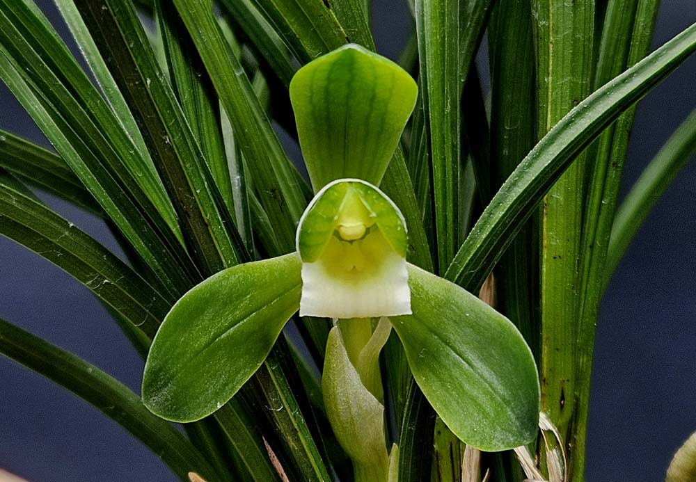 산채원본 두꺼운 찐녹?