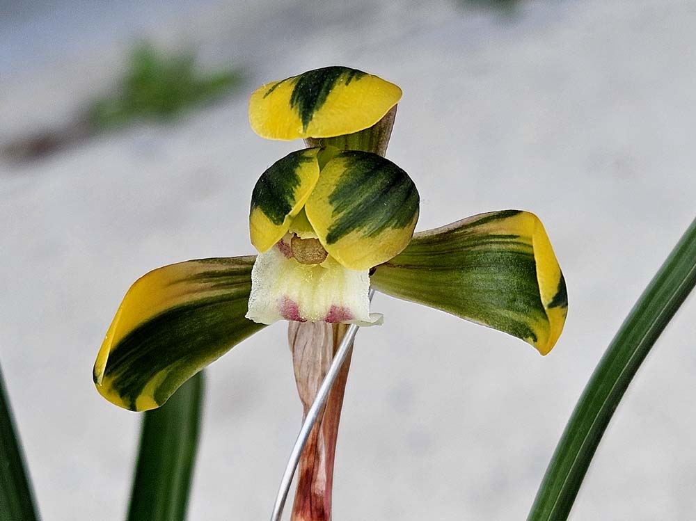 무명 특 종자목