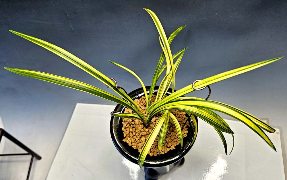 무명 특급종자목