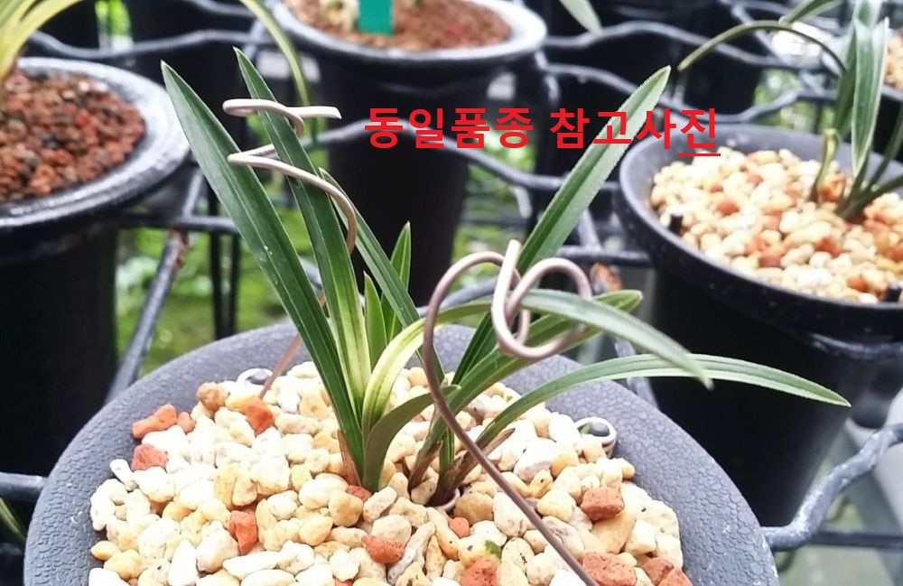 무명