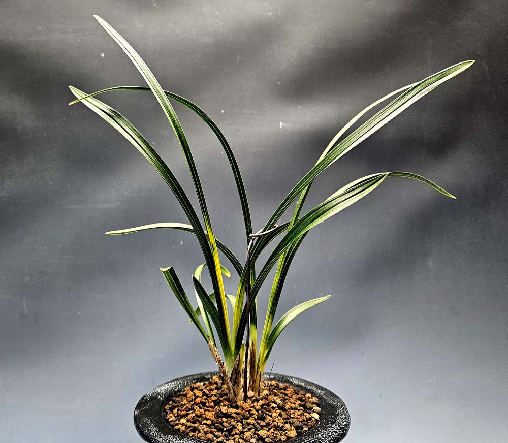 찐녹 입엽마루입변