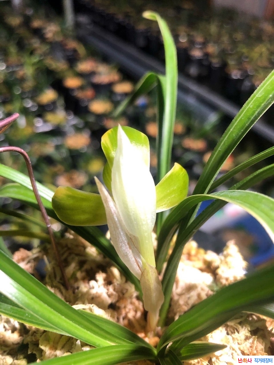 무명복륜소심A1