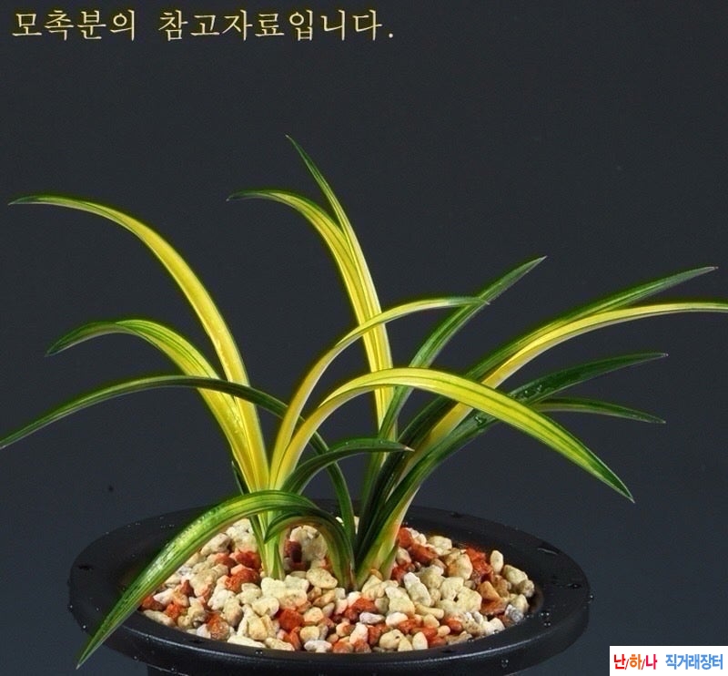 황산반중투2
