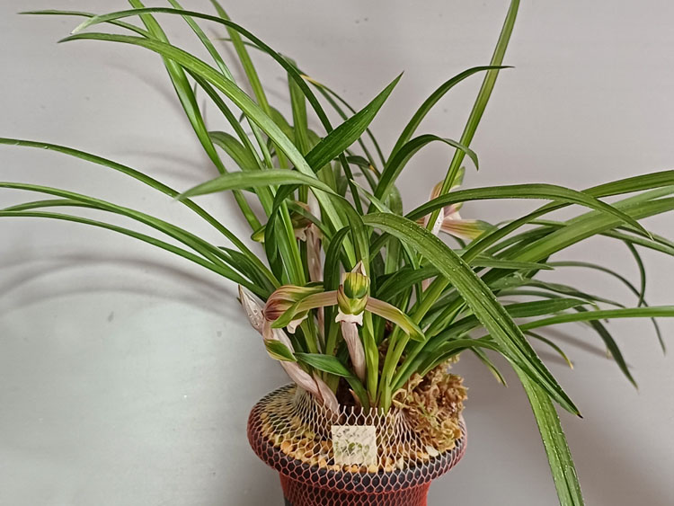 산반중투화 ( 꽃