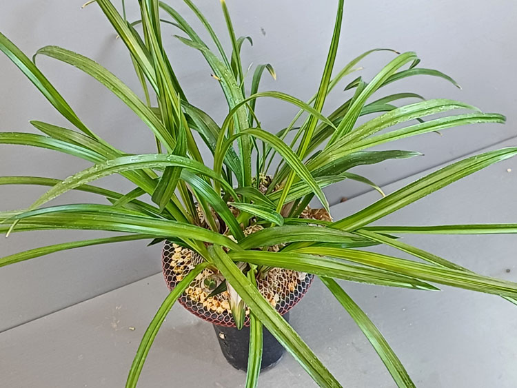 산반중투화 ( 꽃