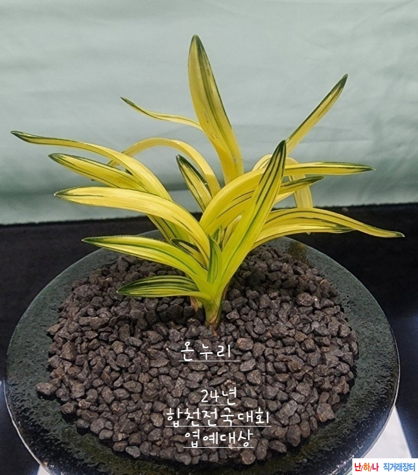 단엽중투 (온누리)무지?