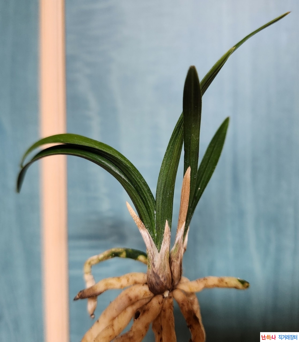 나사지 잘든 서성의(단?