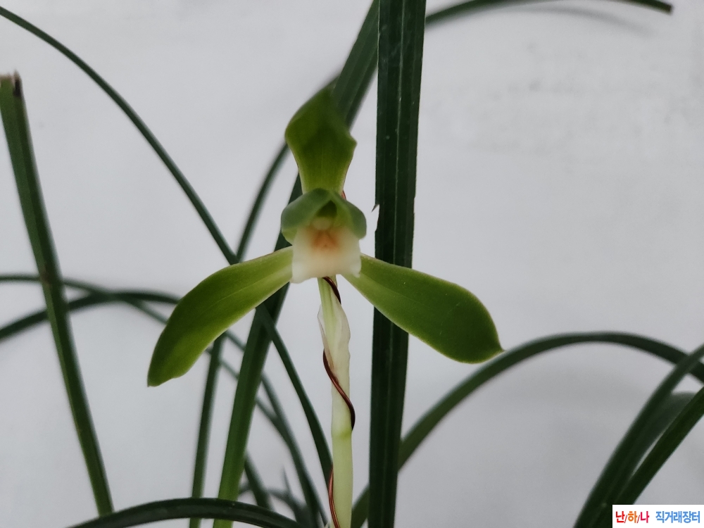 산체후 첫개화 (설홍소?