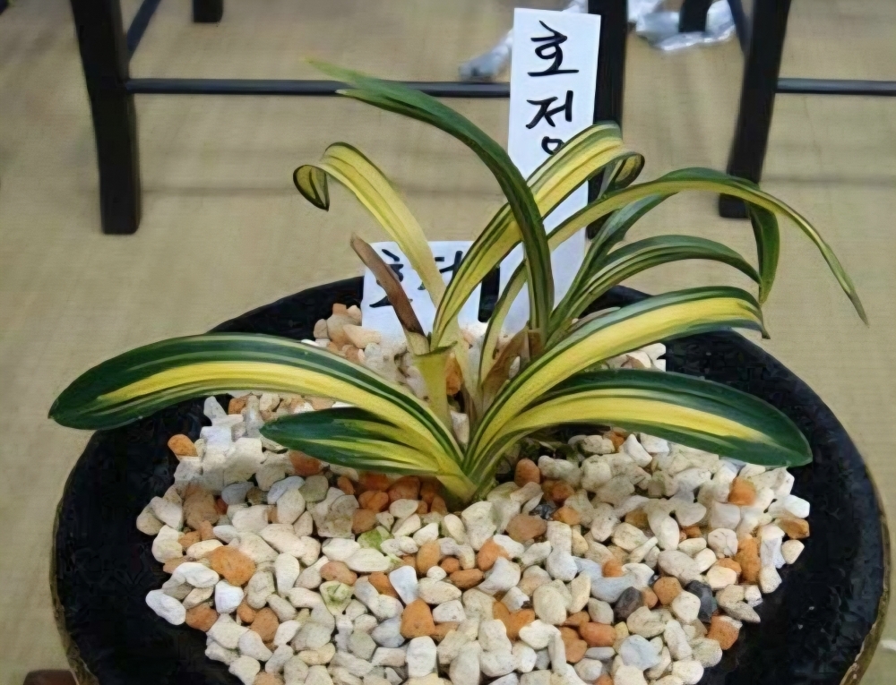 단엽중투 호정(무지촉)?