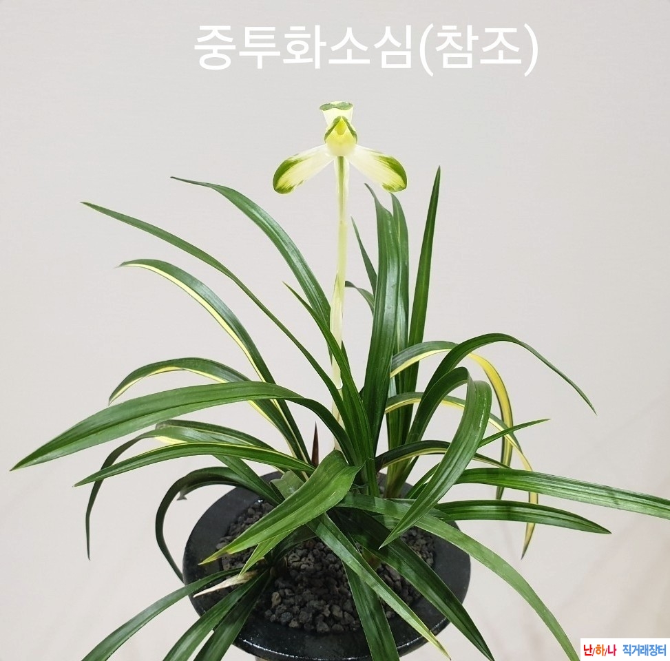 꽃달린 금하소 (무지촉?