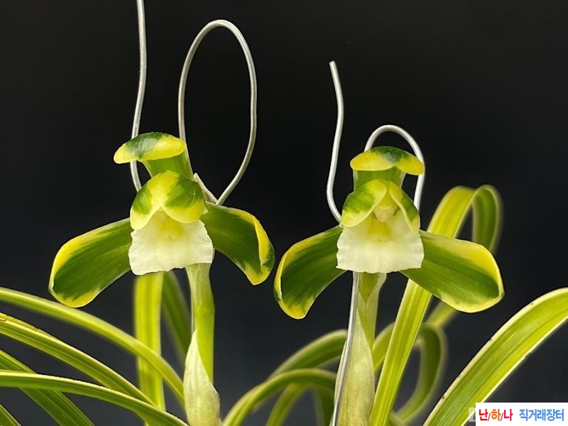 복륜소심 (연가)~*