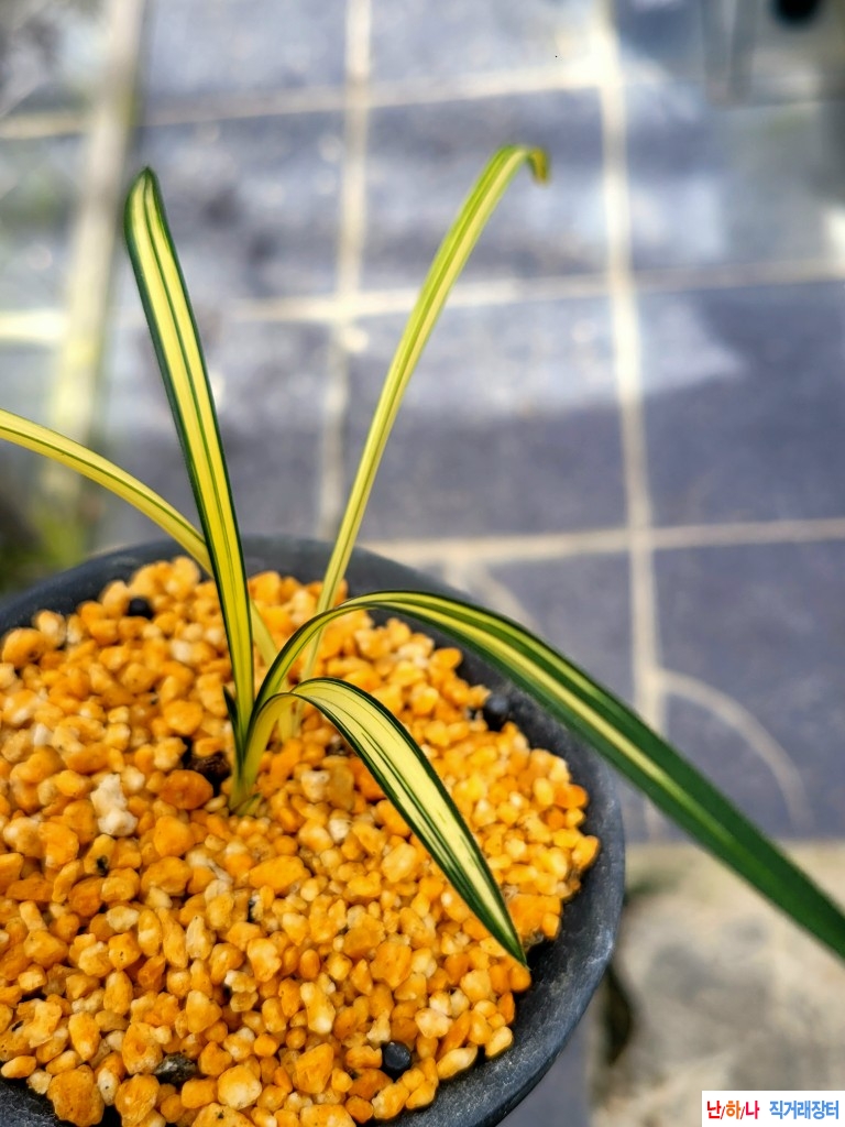 진청.황중투호입니다