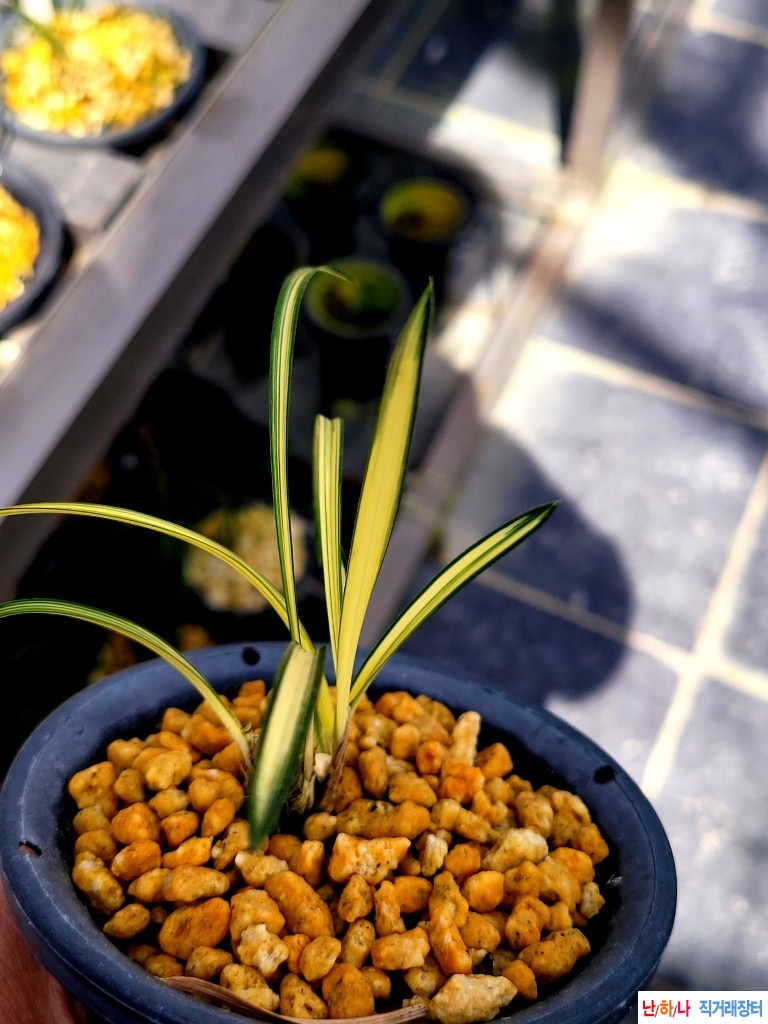 배부른입변중투호