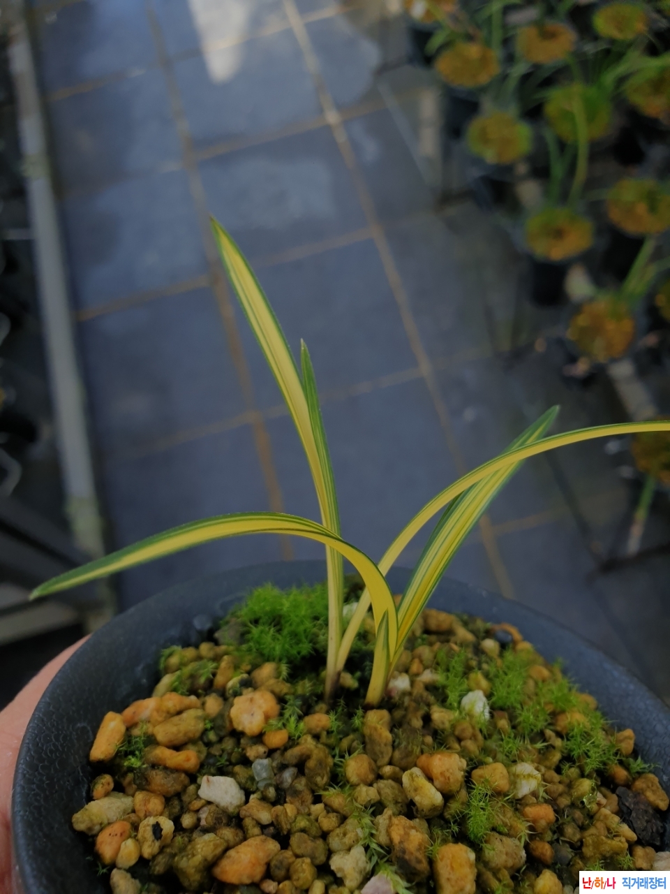 후육.황색의단엽성중?