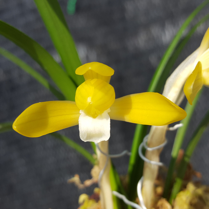 무명,,특A,,황화소심