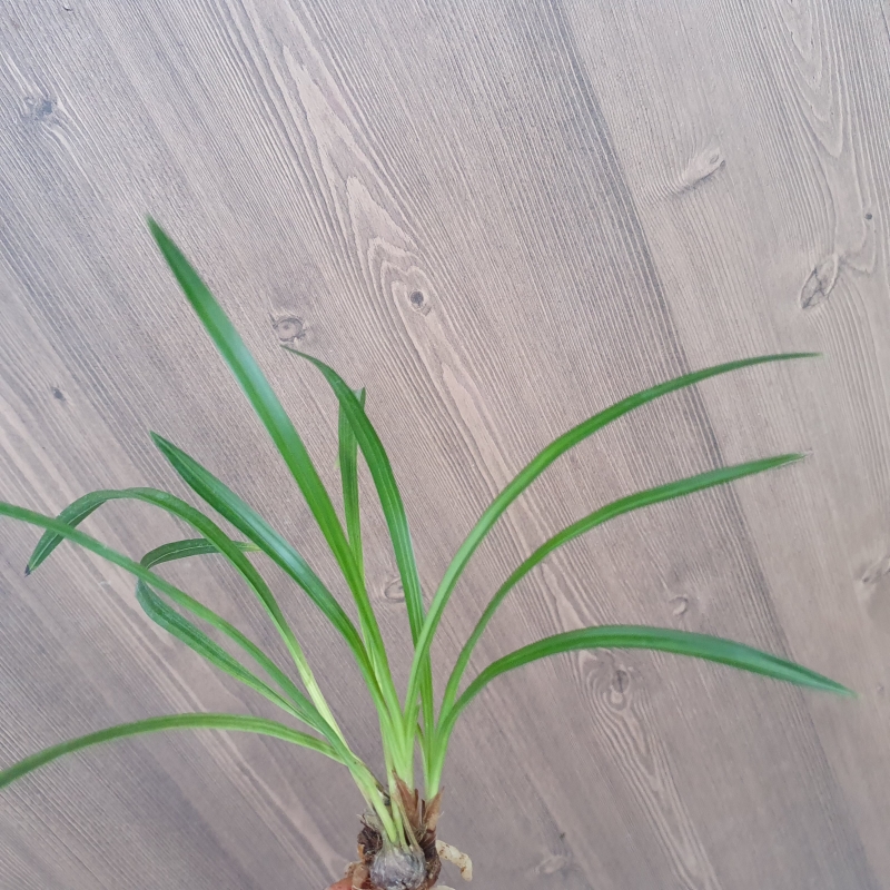 산채출,,감산반,,중투