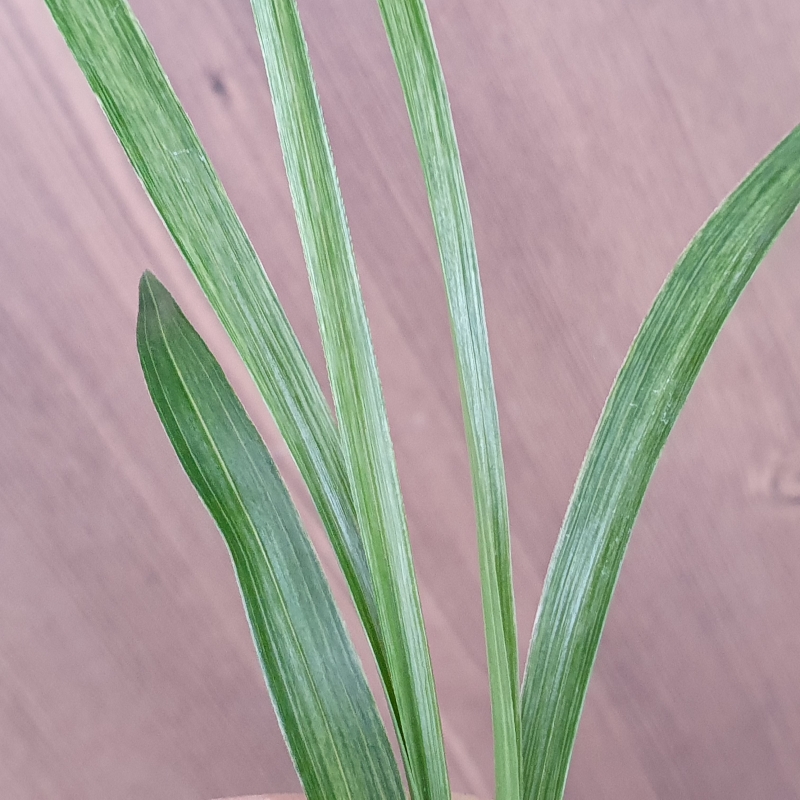 전면,,녹호,,산반