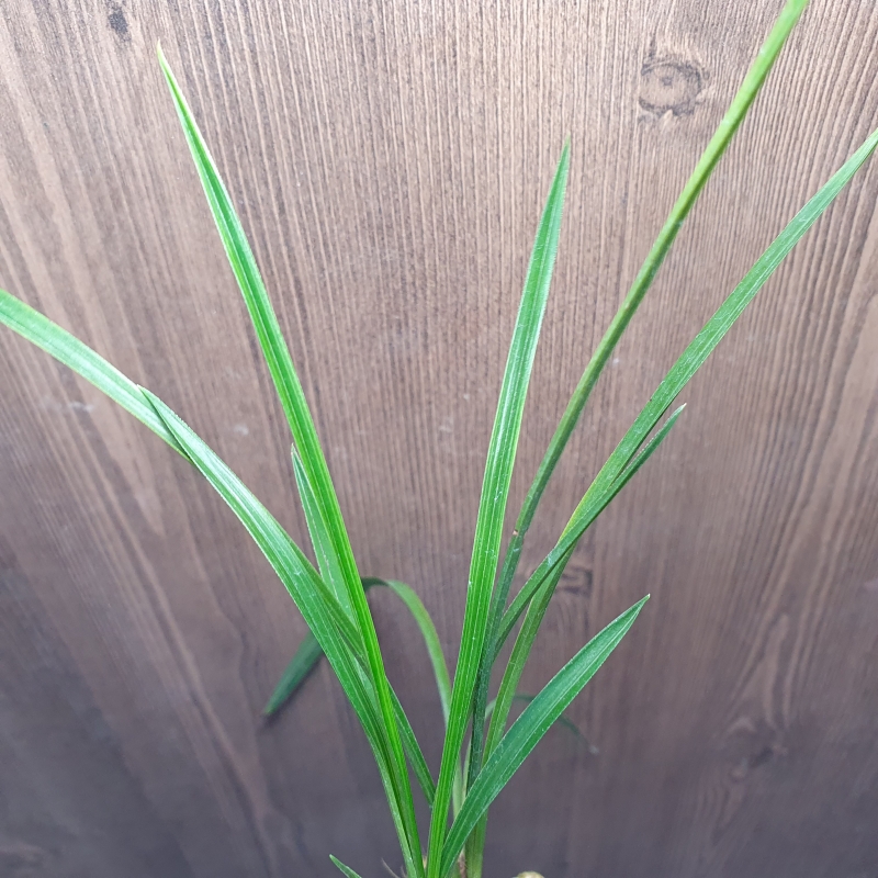 두화나무,,진청,,서반