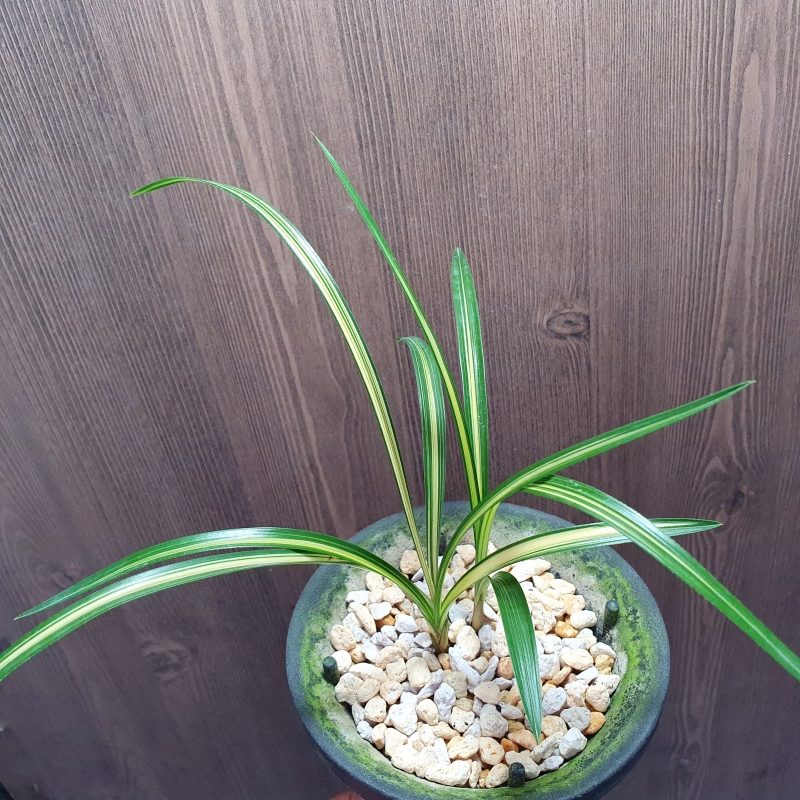 엽성,,황,,중압중투