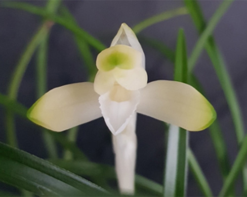 무명,,특A,,백화소심