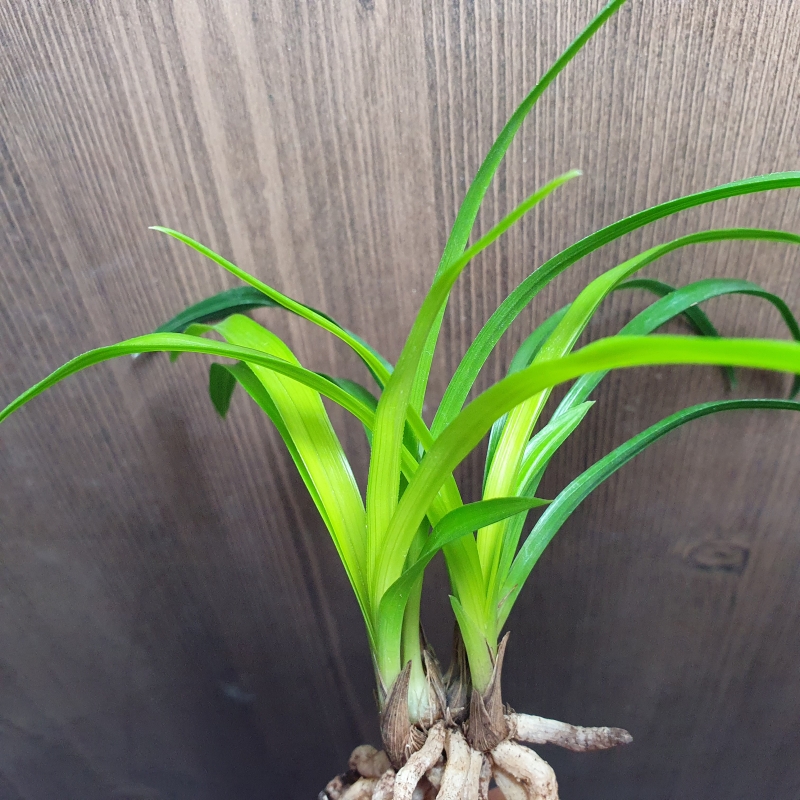 화근없는,,맑은,,황서?