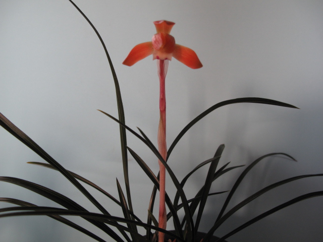 무명,,원판,,홍화,,꽃1,,?