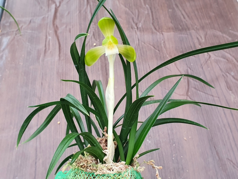 무명,,원판,,소심,,무명?