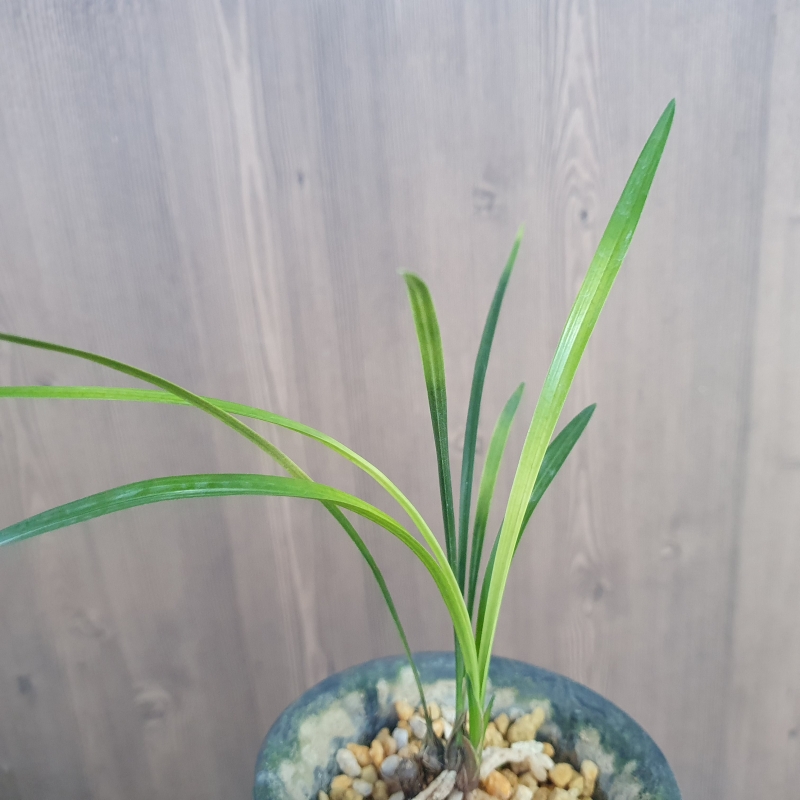 산채출발,,황,,서반