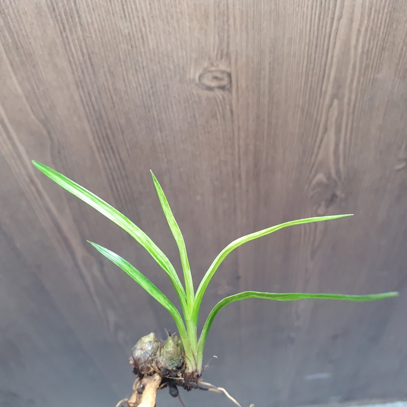 까닥지,,전면산반,,녹?