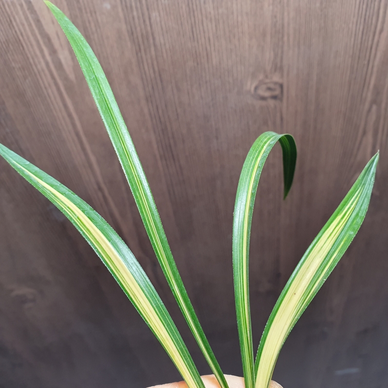 환엽,,황,,중압,,중투