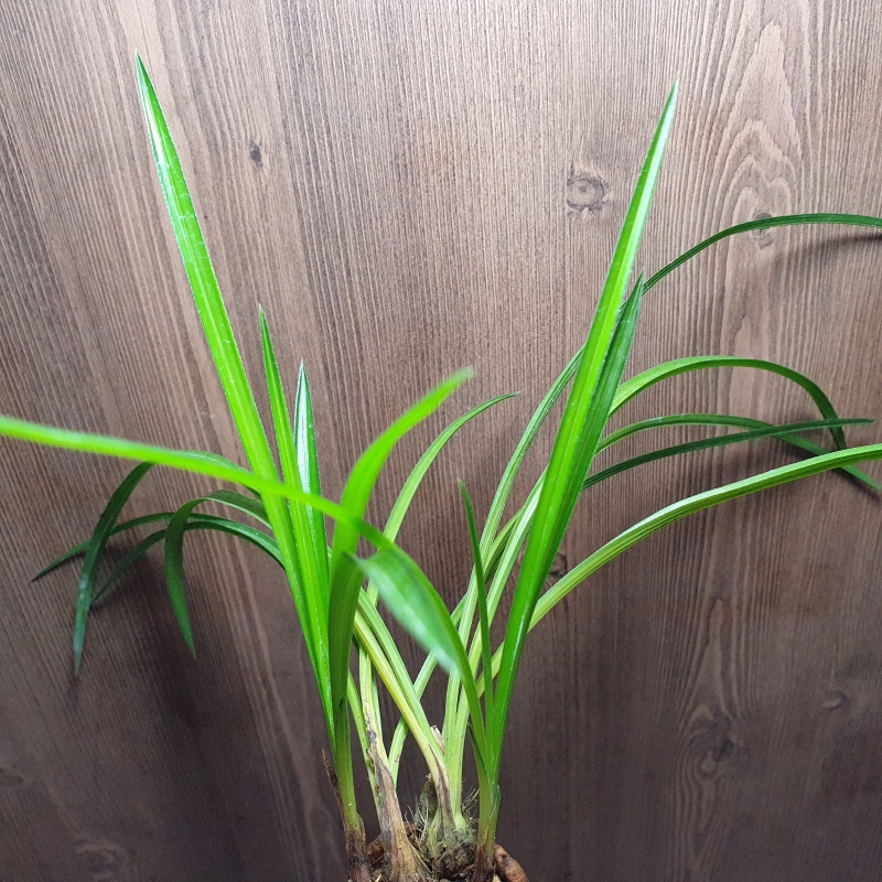 입엽,,두화변,,소멸성,,?