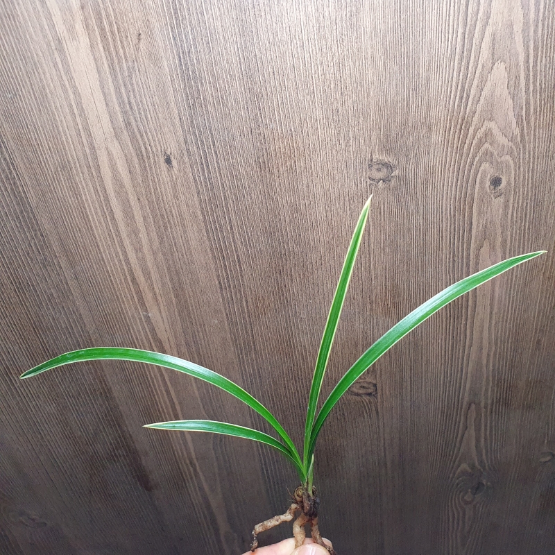 특종자,,대복륜