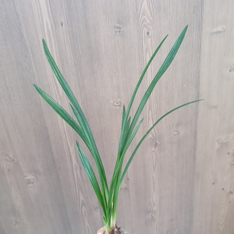 두화변,,입변,,서반