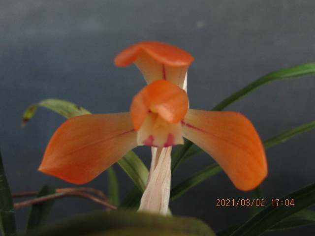 무명,,원판,,홍화