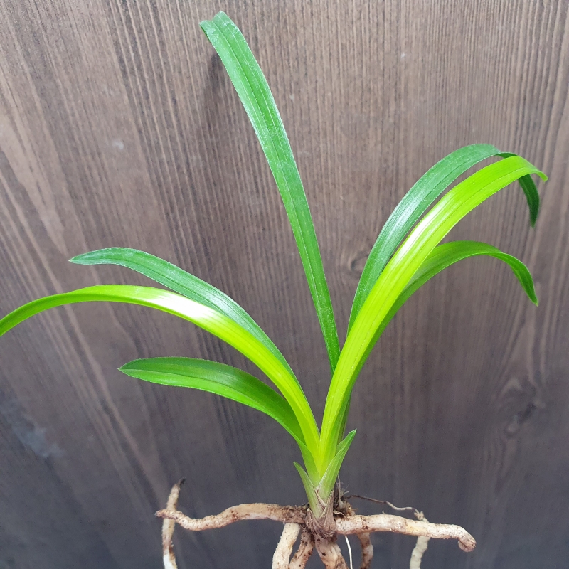 화근없는,,맑은,,황서?