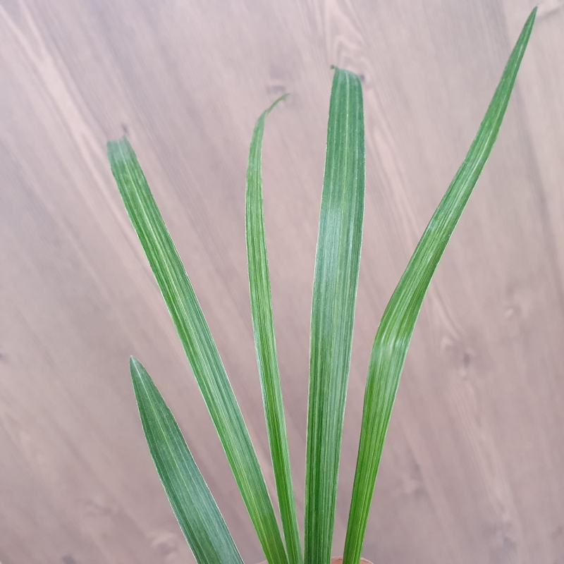 환엽,,전면산반,,녹호?