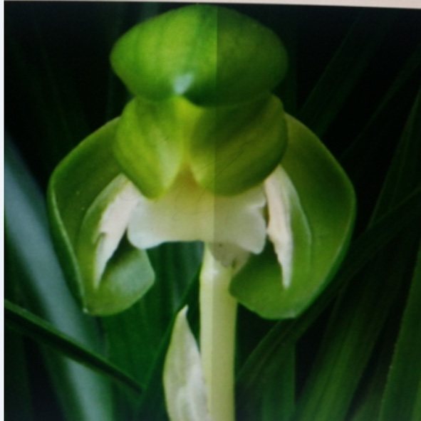 무명,,고정,,기화소심