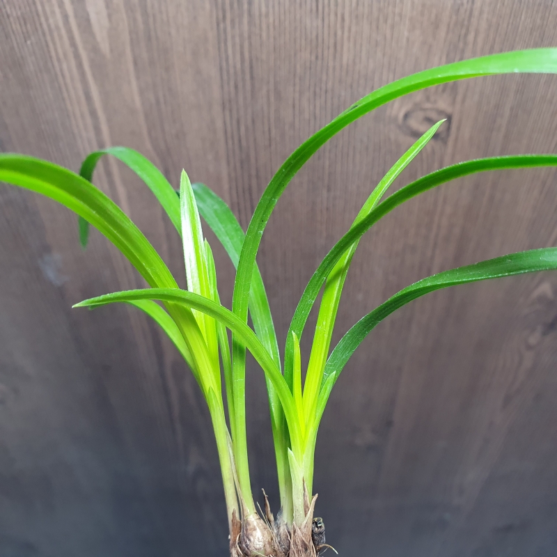 화근없는,,맑은,,황서?